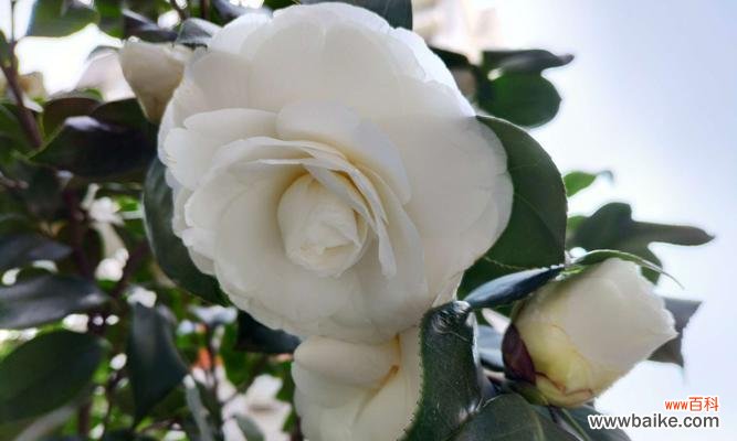 品味“清香四溢”的自然之美 白茶花的花语与文化