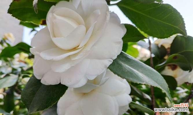 品味“清香四溢”的自然之美 白茶花的花语与文化