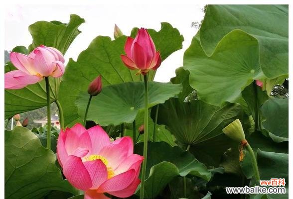 探寻荷花的美与哲学 荷花的花语与寓意