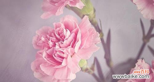 深入了解这朵优雅的花的涵义 粉色康乃馨的花语和寓意