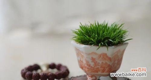 探寻菖蒲的花语和象征意义 菖蒲——文化传承的芳香