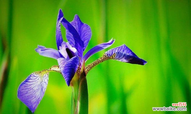 探秘蓝蝴蝶的意义与象征 蓝蝴蝶花语