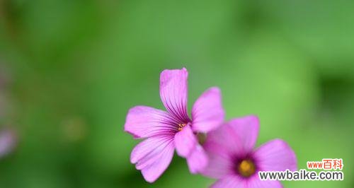 传递幸运和祝福的三叶草 三叶草的含义与花语