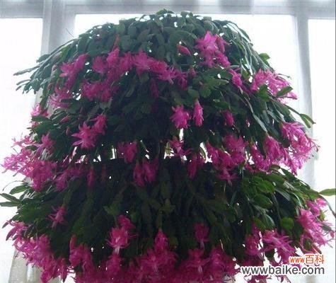 用花朵表达对老师的敬意 教师之花