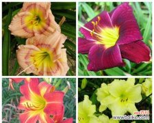 以什么花代表母亲 母亲的爱，如花般绽放