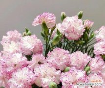 母亲节的象征之花及寓意 以什么花代表母亲节