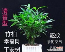 菊花的花语与寓意 以菊花寓意平安，一盏花灯的传说