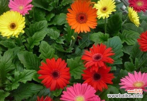 花开花落 用百合花表达深情亲情