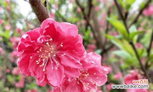 以花为媒 清明节的花语与寓意