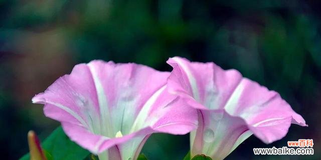 探寻花卉中的柔弱之美 以柔弱为主题的花卉之美