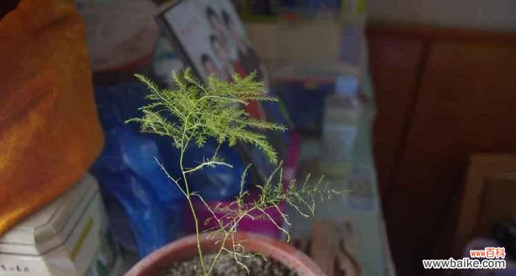 文竹象征着什么?文竹的寓意和常见问题解答?