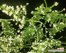 文竹花的寓意是什么？如何正确养护以保持其美好含义？
