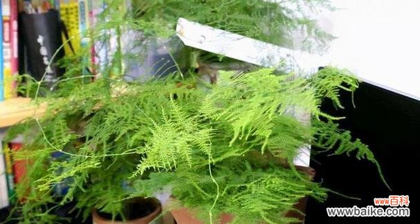 文竹花的寓意是什么？如何正确养护以保持其美好含义？