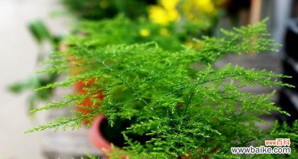 文竹花的寓意是什么？如何正确养护以保持其美好含义？