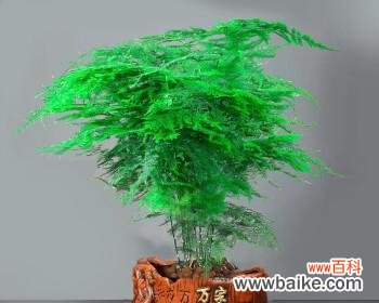 文竹爬的高代表什么?文竹生长旺盛的含义是什么?