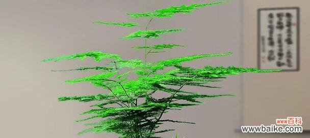 文竹爬的高代表什么?文竹生长旺盛的含义是什么?