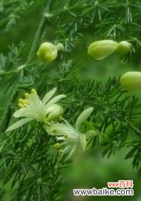 文竹爬的高代表什么?文竹生长旺盛的含义是什么?