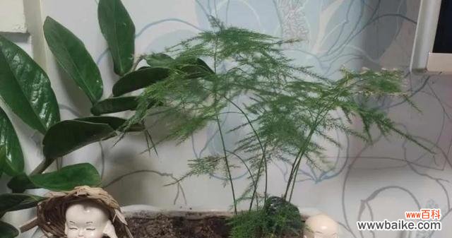 文竹象征什么？文竹的寓意和养护方法是什么？