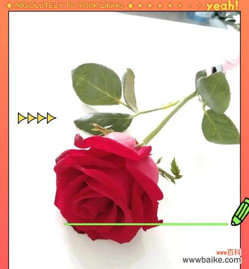 1092朵玫瑰花代表什么？含义是什么？