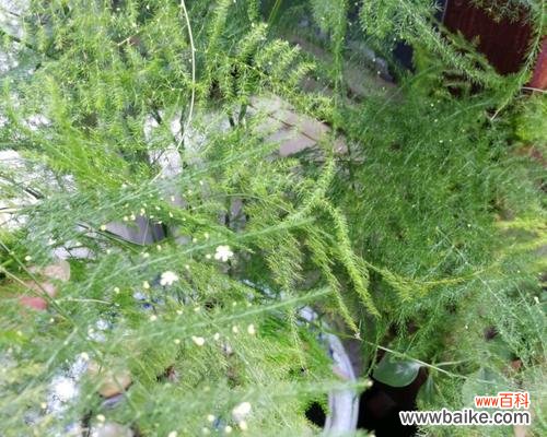 文竹开花代表什么？文竹开花的寓意和象征是什么？