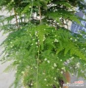 文竹开花代表什么？文竹开花的寓意和象征是什么？