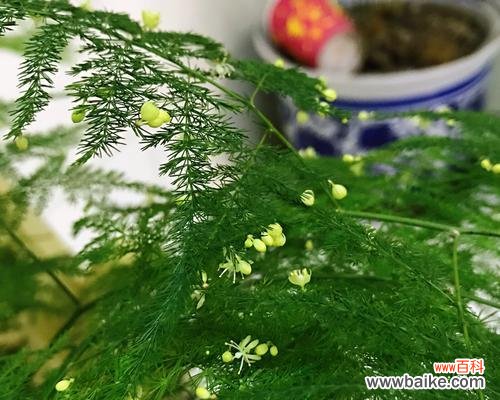 文竹开花代表什么？文竹开花的寓意和象征是什么？