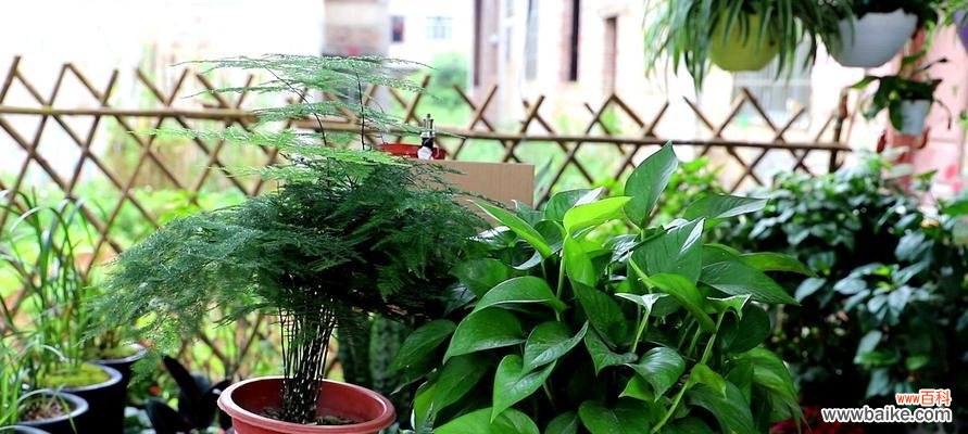 文竹盆景寓意是什么?如何养护以保持其美好象征?