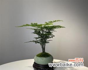 文竹盆景寓意是什么?如何养护以保持其美好象征?