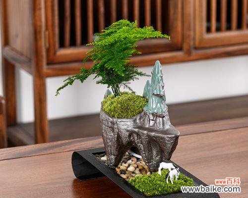 文竹微盆景的意义是什么?如何制作维护?