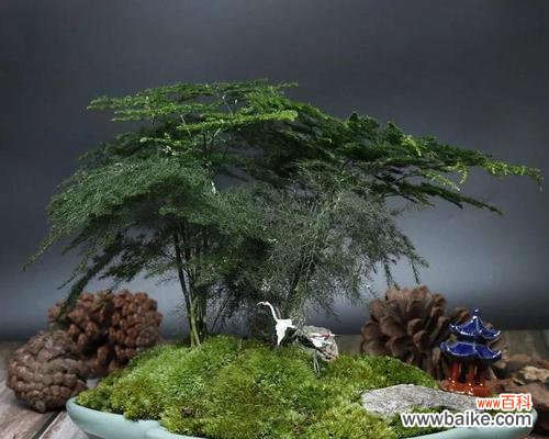 文竹微盆景的意义是什么?如何制作维护?