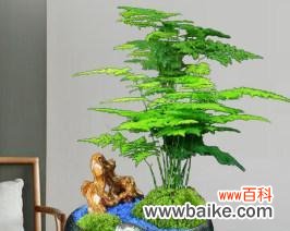 文竹微盆景的意义是什么?如何制作维护?