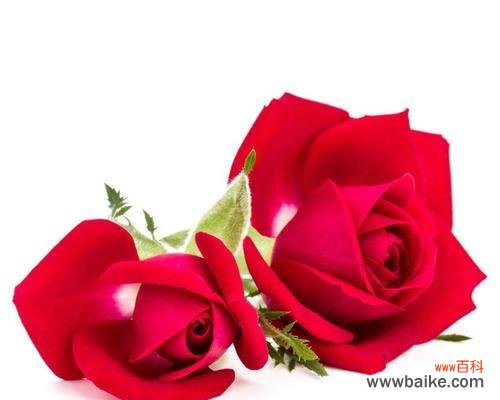 两支红玫瑰花的含义是什么？如何正确读出？