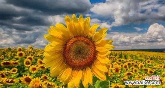 从“富贵花”到“太阳花”——解读向日葵的文化象征和生命特征 向日葵