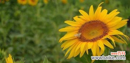 从“富贵花”到“太阳花”——解读向日葵的文化象征和生命特征 向日葵