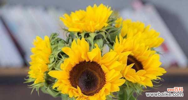 从“富贵花”到“太阳花”——解读向日葵的文化象征和生命特征 向日葵