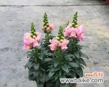 以“清新”为的赏花指南 花语传情——姬金鱼草