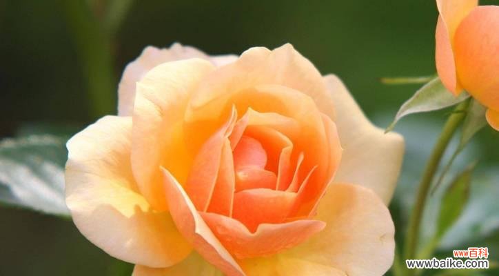 颜色解析与情感表达，掌握橙玫瑰的神秘密码 橙玫瑰花语的含义及传递方式