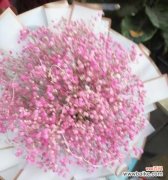 不同颜色的满天星所传达的含义 满天星花语揭秘