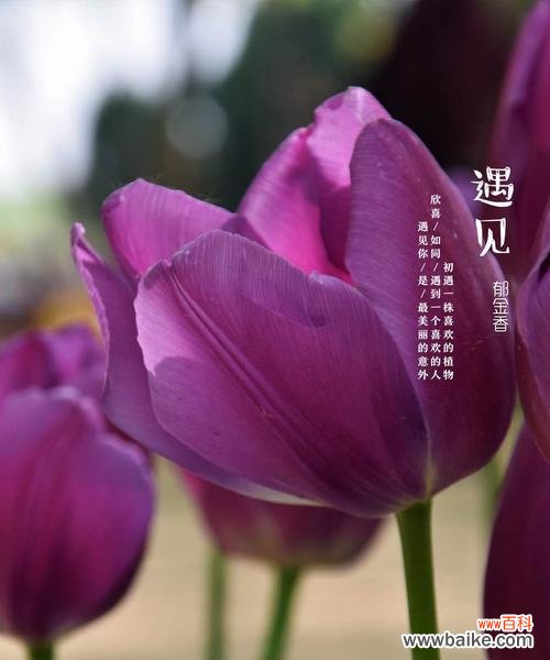 一朵花的力量,传承美好价值观 野生郁金香——品格高洁,守护贞操