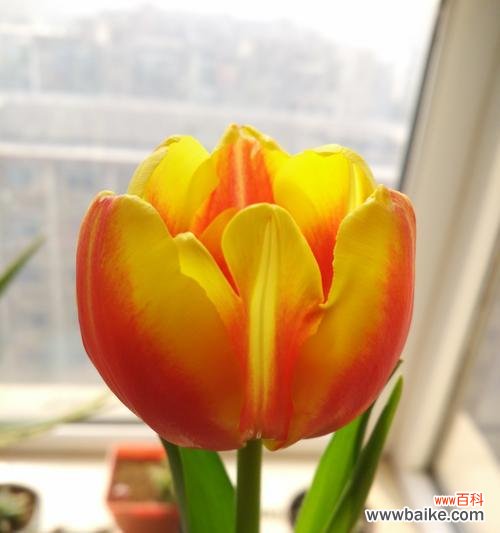 一朵花的力量,传承美好价值观 野生郁金香——品格高洁,守护贞操