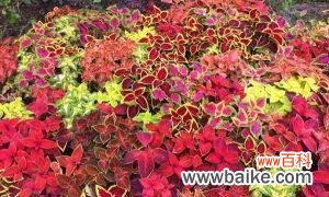 探寻彩叶草的丰富内涵 彩叶草花语的含义