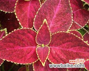 探寻彩叶草的丰富内涵 彩叶草花语的含义