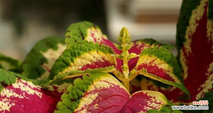 探寻彩叶草的丰富内涵 彩叶草花语的含义