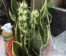 一朵花 以百合花代表死亡——探索生命与死亡的微妙关系