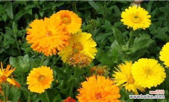 揭示痛苦和悲伤背后的意义与启示 痛苦与悲伤的花语