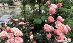 探寻花朵中温柔的象征与表达 温柔之花