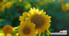 百合花的象征意义及如何在生活中传递希望 用百合花传递希望的力量