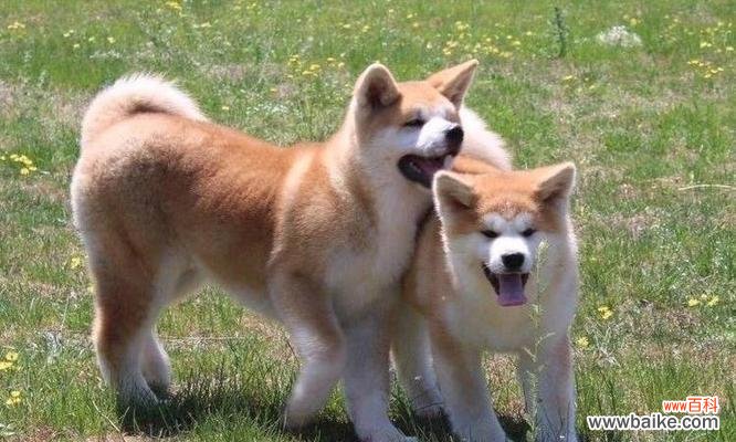 秋田犬幼犬3个月大时每天需要多少狗粮?