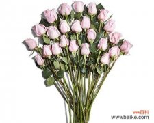 24只玫瑰在英语中代表什么？