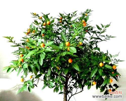 枯萎的紫玫瑰寓意何在?有图片展示吗?